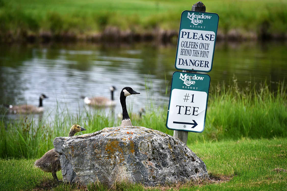 Even the geese know when to take cover as they wander the waterways of the Meadow Lake Golf Course in Columbia Falls Wednesday. (Jeremy Weber/Daily Inter Lake)