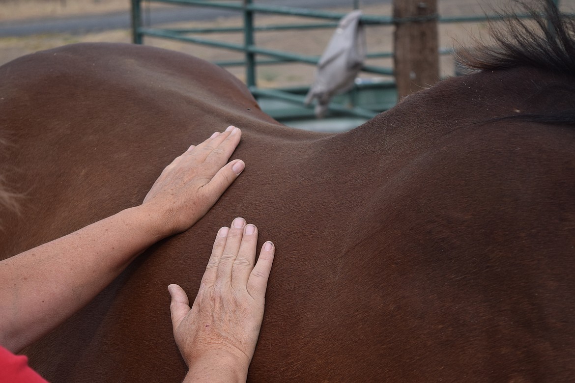 Mary Sue Langley demonstrates a massage technique on Slick.