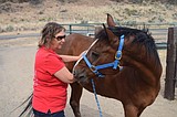 Handy with horses: Benefits of equine massage detailed at seminar
