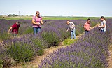 Lavender Farm Days extended with social distancing