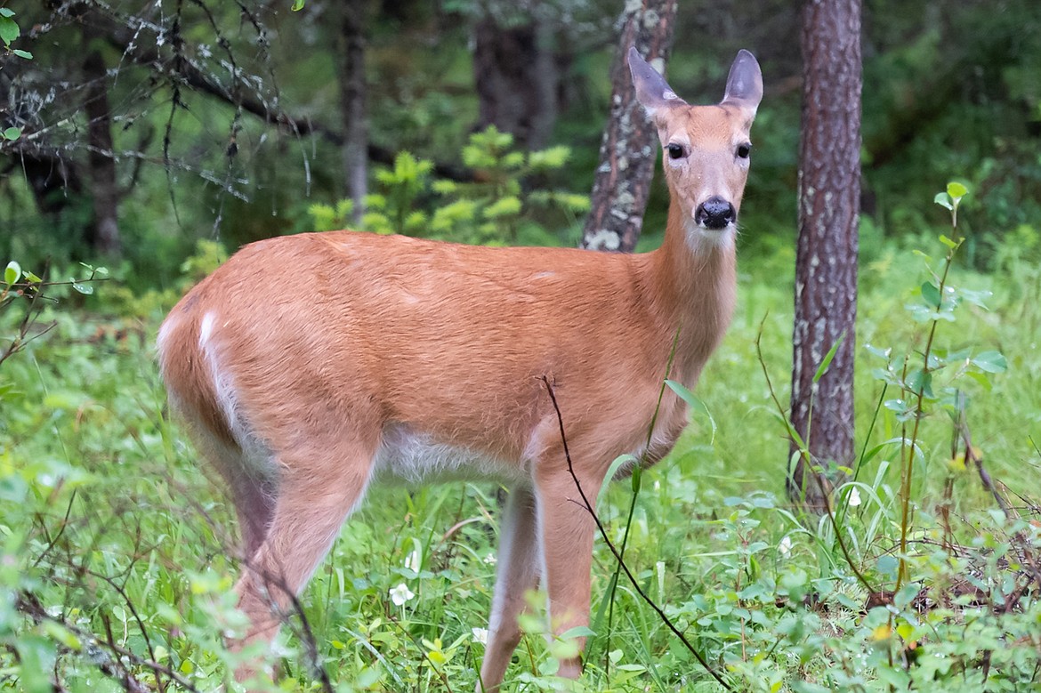 Whitefish looks into creating deer management plan | Whitefish Pilot