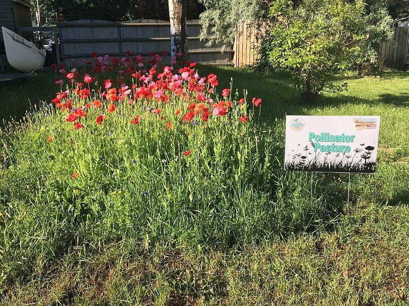 A self-guided tour of pollinator-friendly plantings in Polson and Ronan is offered by Lake County Conservation District July 17-26. The District offers free seed packets and assistance preparing your site. (Courtesy photo)