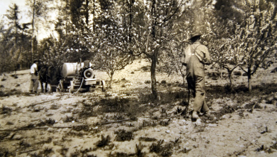 Adam and Eby Bowman spraying the orchard with a horse-drawn sprayer in the 1930s. (photo provided)