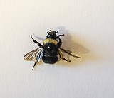 Western bumblebee in trouble, could see ESA listing