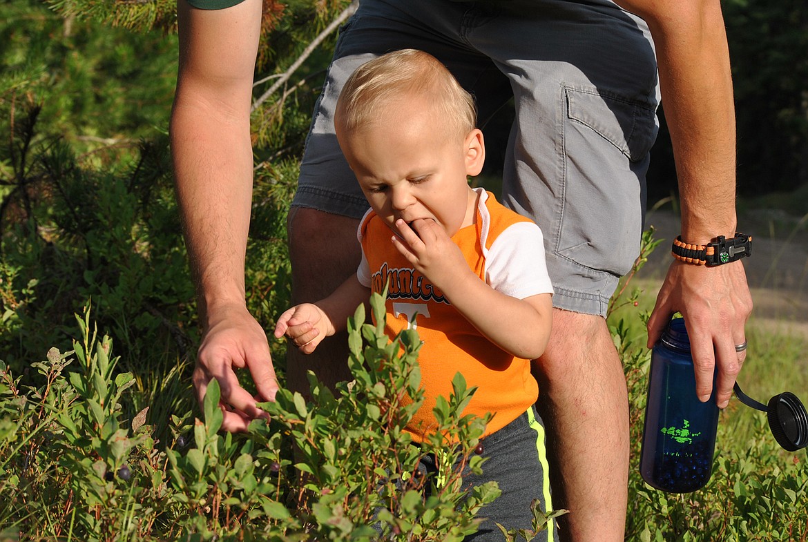 One-year-old Onyx Quinlivan enjoys his first summer picking. (Amy Quinlivan/Mineral Independent)