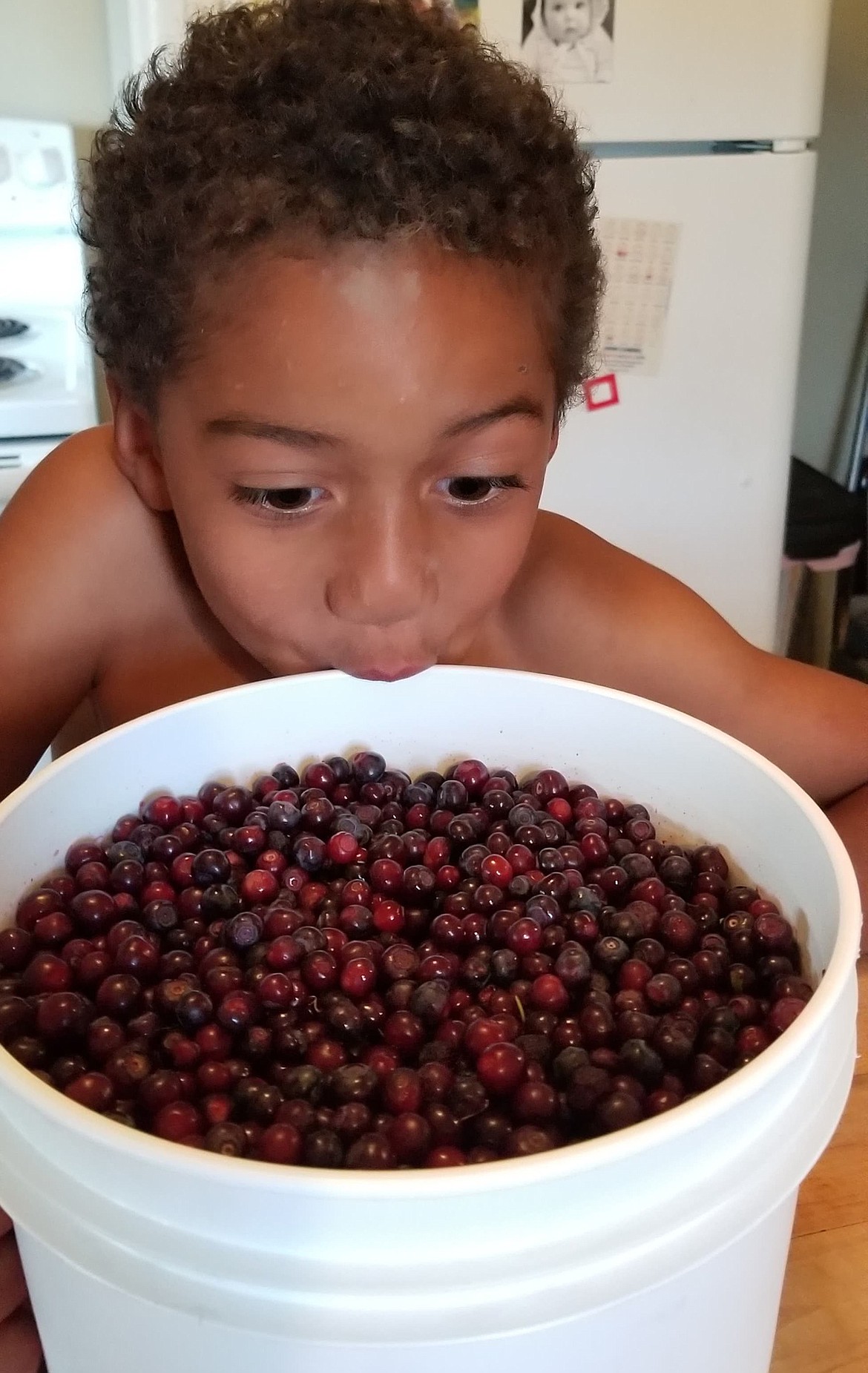 Susanna Feiro’s sweet nephew Sochi Akonu just could not keep out of this monstrous bucket of huckleberries. (Photo courtesy Susanna Feiro)