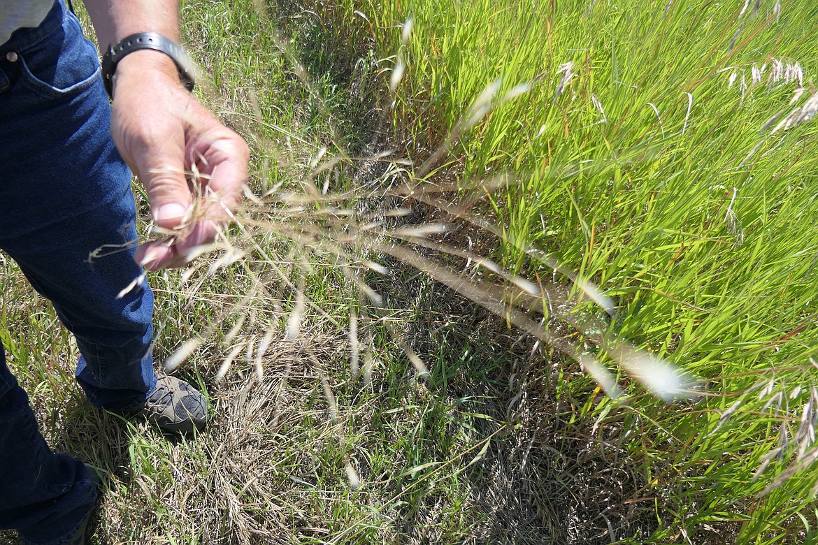 Ventenata, a non-native invasive annual grass with no leafy forage value, is becoming more widespread on the Ninepipes Wildlife Management Area and throughout Northwestern Montana. The species inhibits establishment of grain crops and displaces perennial sod grass. (Carolyn Hidy/Lake County Leader)