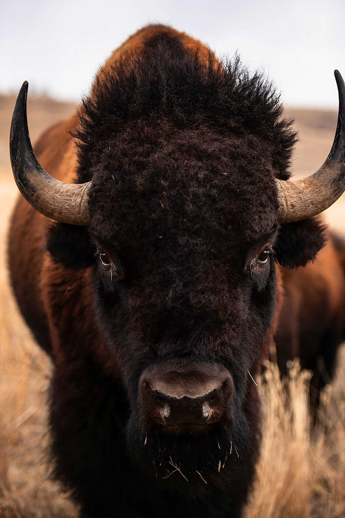 The Roam Free Ranch started with eight bison in 2014, but now has a herd of 150. (photo provided)