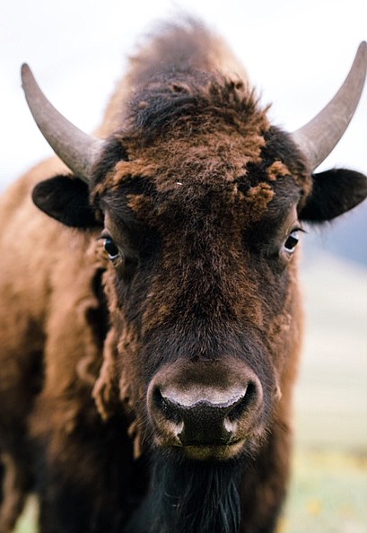 The Roam Free Bison Ranch started with eight bison in 2014, and now has a herd of 150. (photo provided)