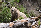 Suit claims 2018 Forest Plan violates Endangered Species Act