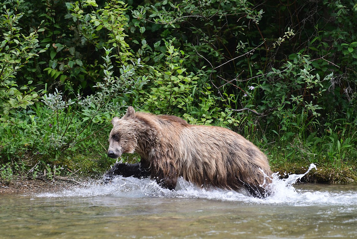 A grizzly bear walks along the shoreline of Avalanche Creek last week. The popular area in Glacier National park was closed due to bear activity after the bruin gave visitors a scare. (Teresa Byrd photo)