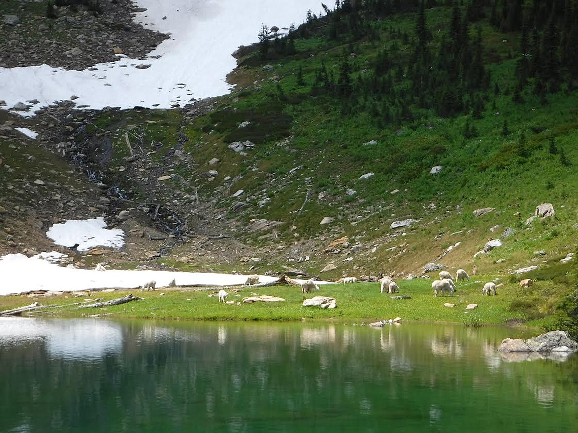 A group of mountain goats feeds at Dalton Lake in Mineral County. Biologists with Montana Fish, Wildlife & Parks are studying the decline of goats in Montana. (Photo courtesy Liz Bradley, Montana FWP Region 2 biologist)