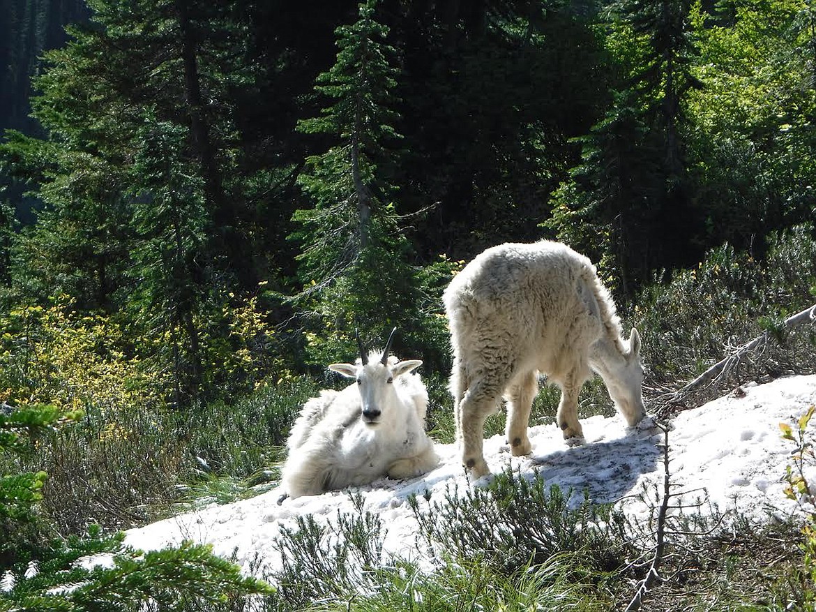 Montana Fish, Wildlife & Parks Region 2 biologists are working to understand the decline in mountain goat populations. (Photo courtesy Liz Bradley/FWP biologist)