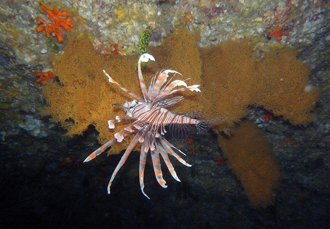 A lionfish seen on a dive in Palau.