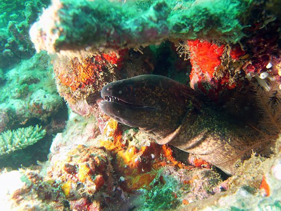 An eel hides among coral.