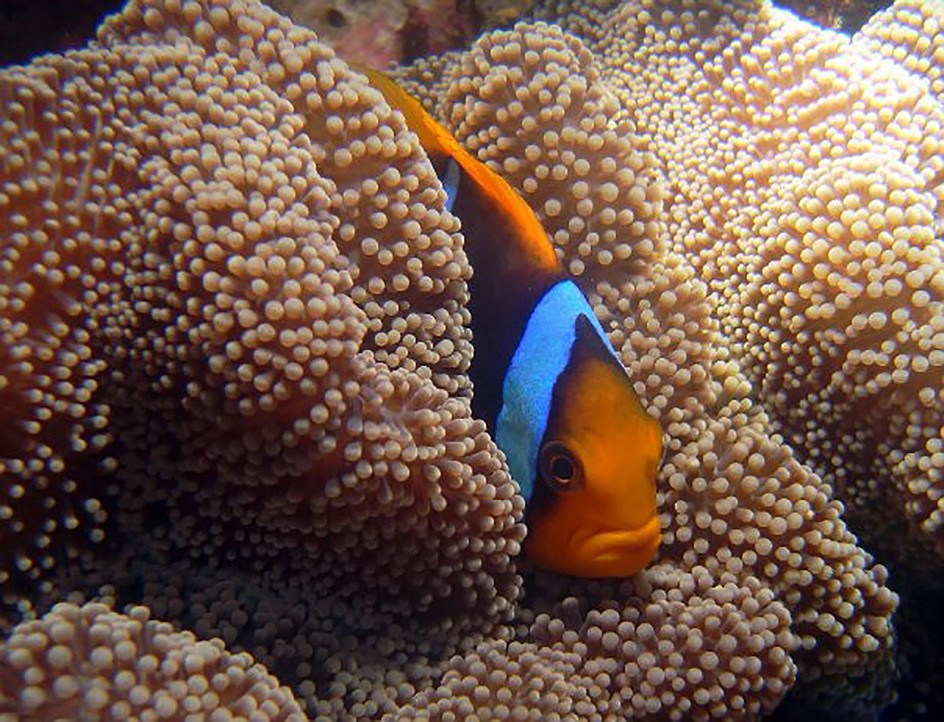 A clownfish looks to hide from predators. (photo provided)