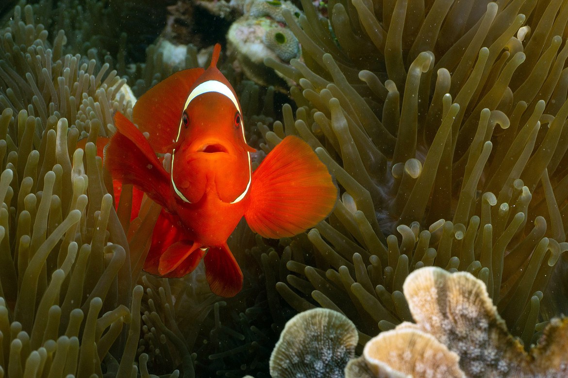 Glen and Karen McKinnon took a photo of this clownfish on one of their scuba diving adventures. (photos provided)