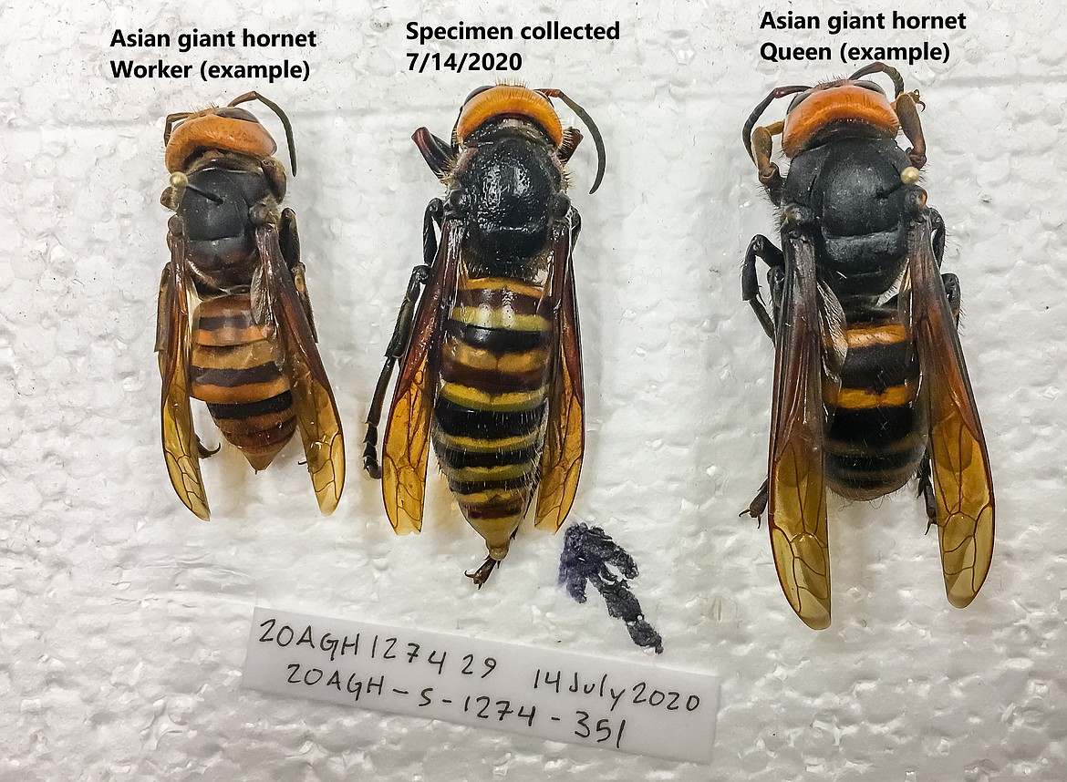 The Asian giant hornet trapped near Blaine, Washington, in mid-July.