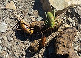Opinion: Oh, Crickets!