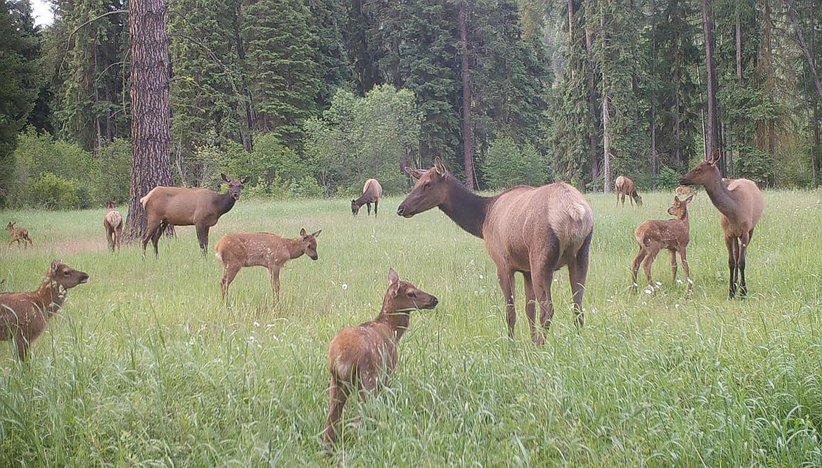 The use of game cameras during summer months and scouting helps archery hunters understand elk patterns. This large group of cows and calves outside of St. Regis are a good sign because bulls will seek out these herds once the rut begins in September. (Photo by Amy Quinlivan)