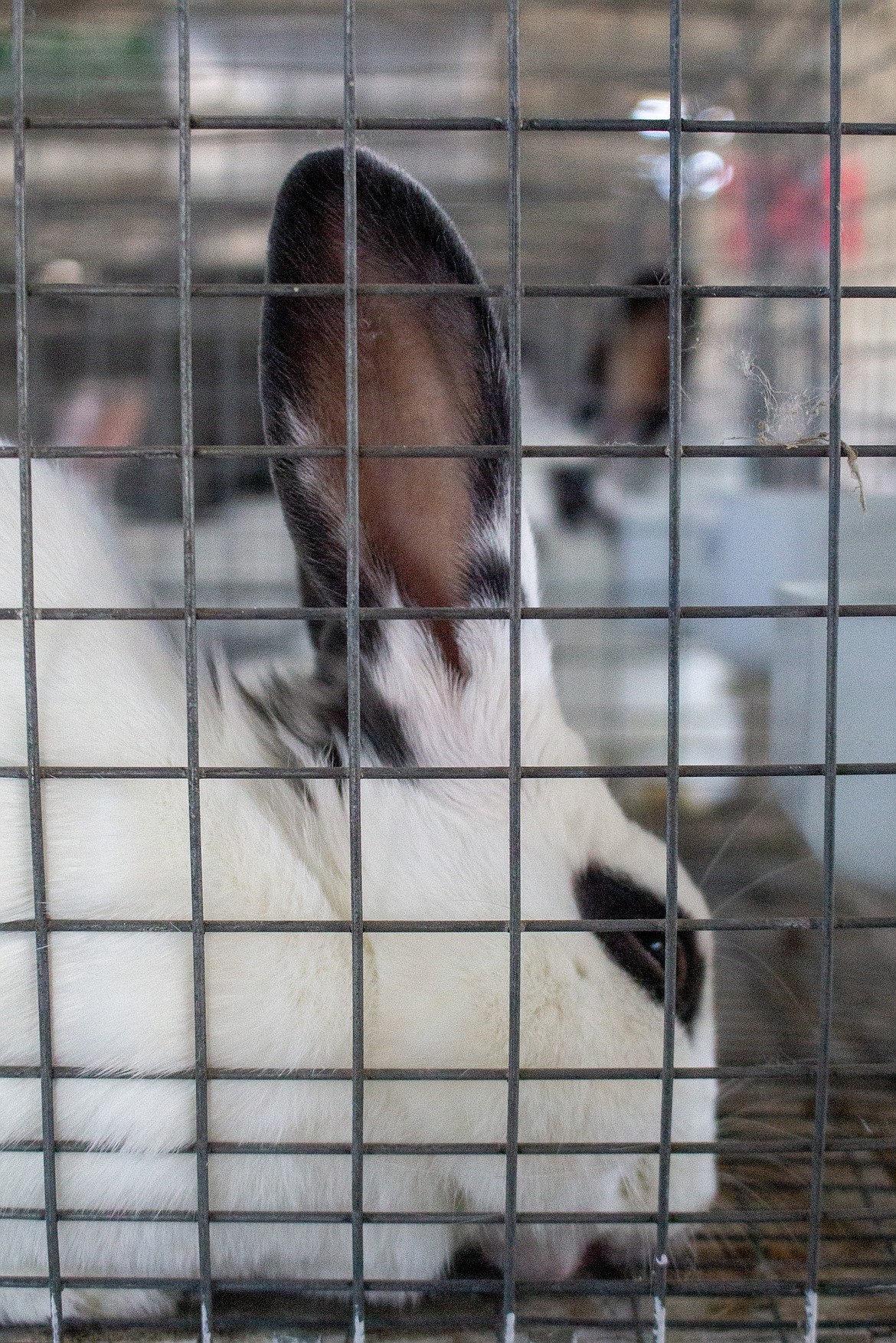 Market rabbits feed inside their cages in the rabbit barn at the Grant County Fairgrounds on Wednesday afternoon in preparation for this week’s livestock sale.
