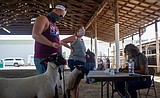Unusually quiet at Grant County Fairgrounds as animals arrive for the livestock sale