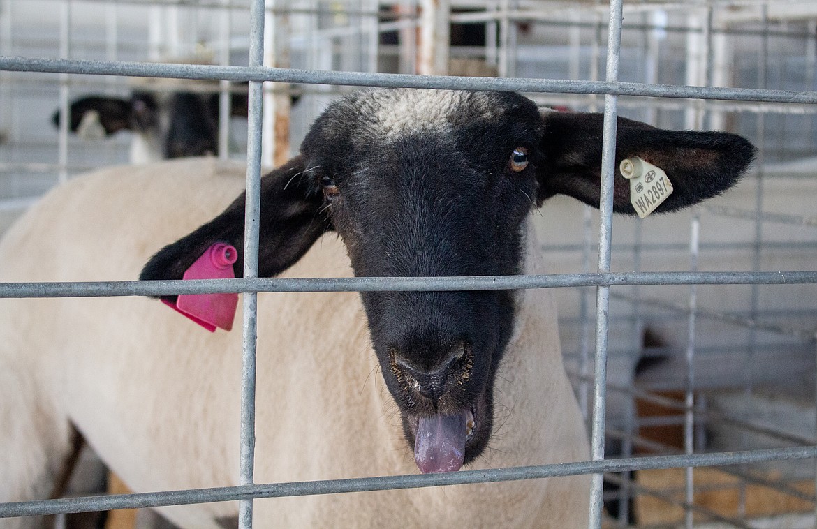 Livestock enjoyed themselves after arriving at the Grant County Fairgrounds on Wednesday before trying to take things seriously for the judges the following day.