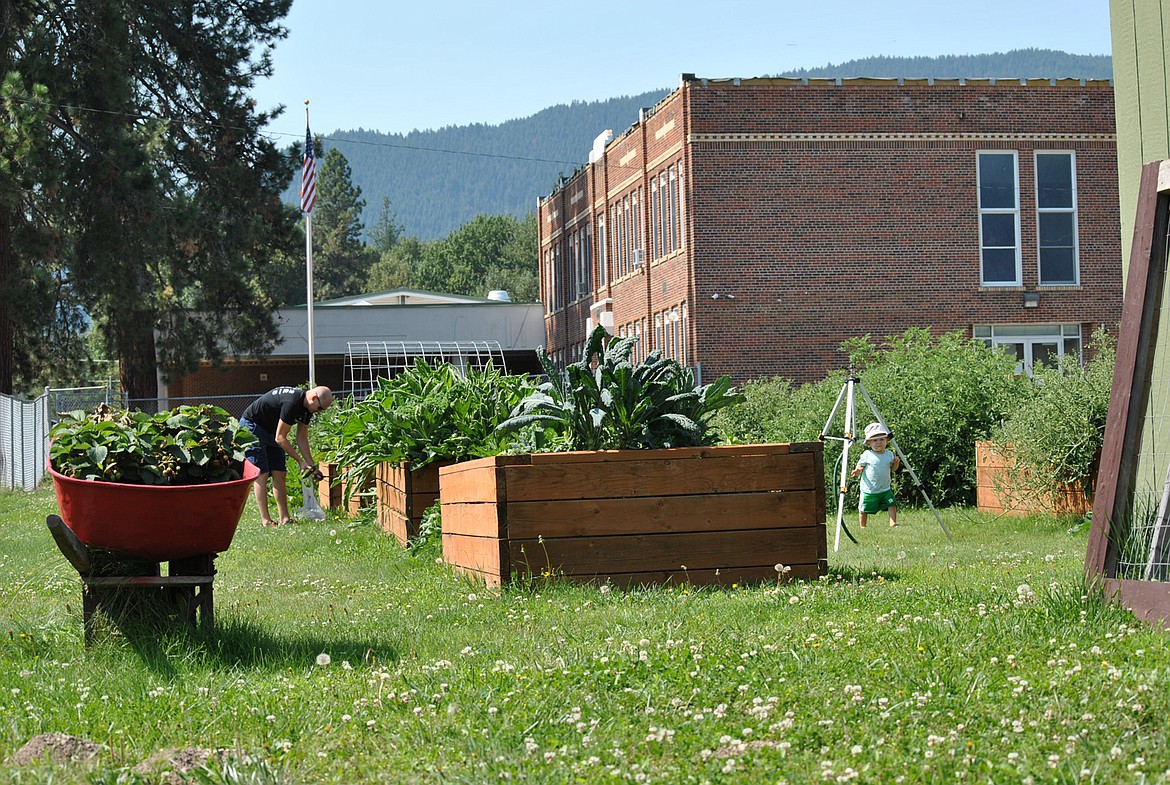 As the growing season winds down for the new St. Regis Community Garden outside of the high school, the upcoming school year looms near. The community garden was created and planted shortly after public schools around the country closed this past spring due to COVID-19. As the garden yields the last of its harvest, students will return to the school buildings for class for the first time in six months. (Amy Quinlivan/Mineral Independent)