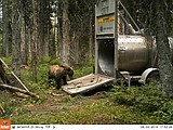 US to hire two grizzly specialists in Montana amid conflicts