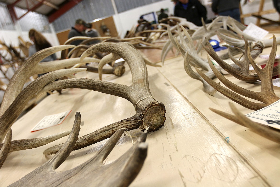 (Photo by CAROLINE LOBSINGER)
Area residents look at horns brought in to be measured and judged at a past Bonner County Sportsmen’s Association’s annual Gun ‘n’ Horn Show. The show will be held Friday through Sunday, at the Bonner County Fairgrounds.