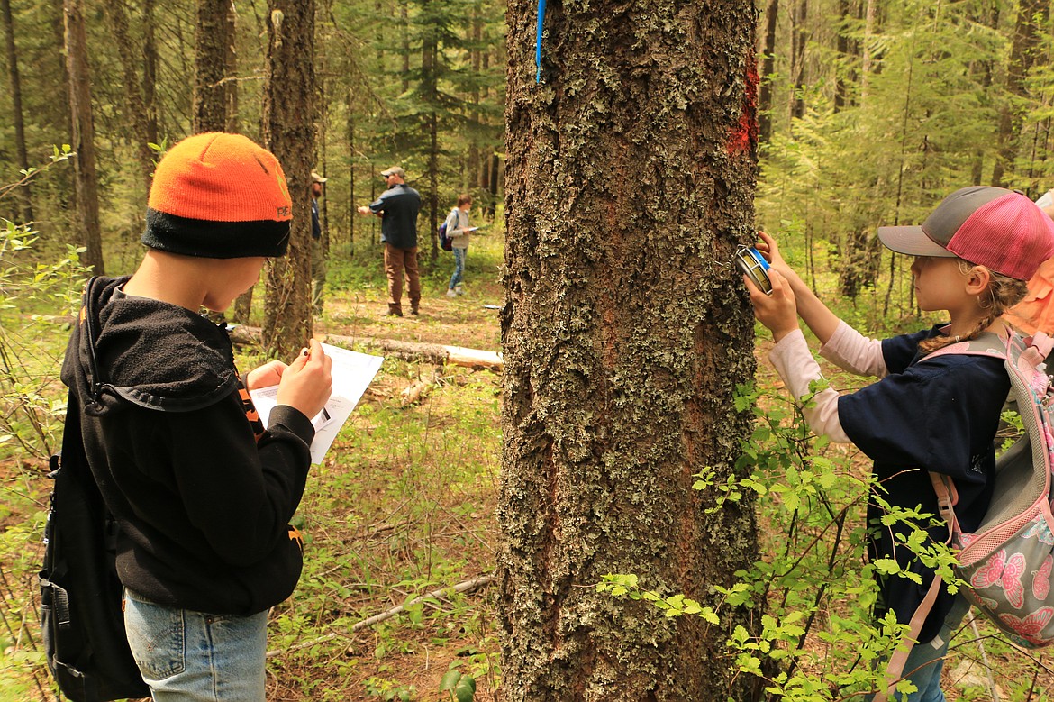 A participant in the 2017 Idaho State Forestry Contest measures the circumference of a tree on the left while another student jots down some answers on a test in the rookie timber cruising area at the annual competition.