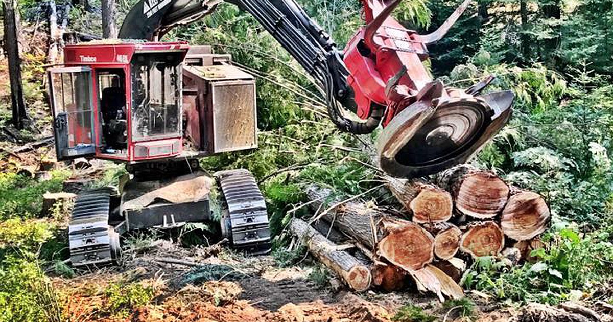 More accurate forest inventory methods to increase harvest of trees