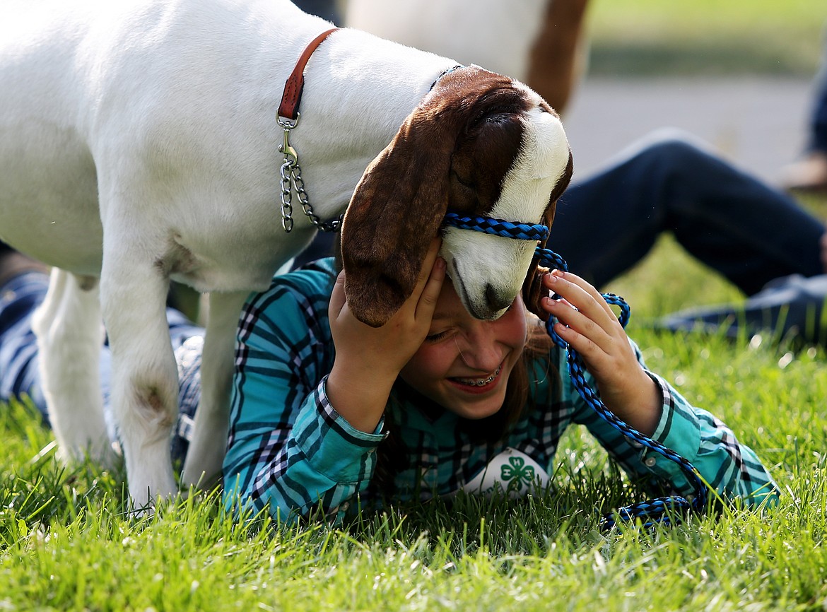 Courtney Harbaugh and her market goat, Eddie, play during the 2018 North Idaho State Fair 4-H event. This year the 4-H program will be mostly online for the public to watch, bid and buy livestock. (LOREN BENOIT/Press)