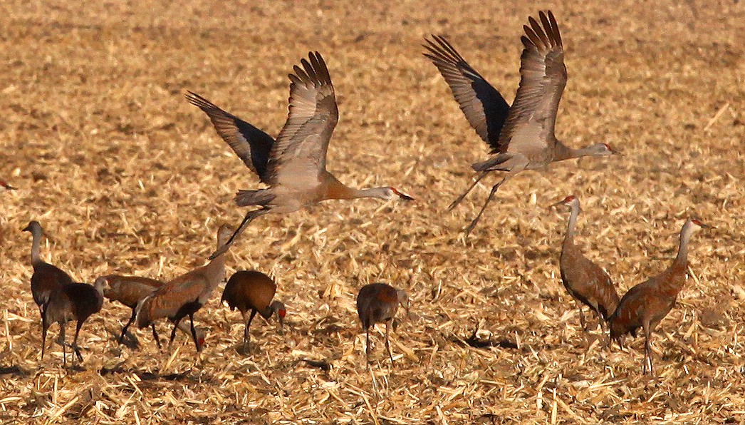 File photo/Sun Tribune 
 Sandhill cranes by the dozens gathered in cornfield south of Royal City.