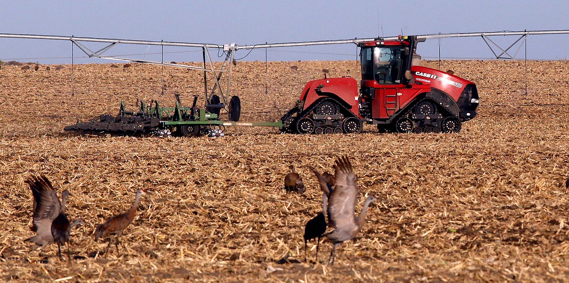 Sandhill cranes flock to a field near Othello. The 2020 Othello Sandhill Crane Festival was canceled due to the COVID-19 outbreak.