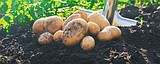 Potato soil health research underway