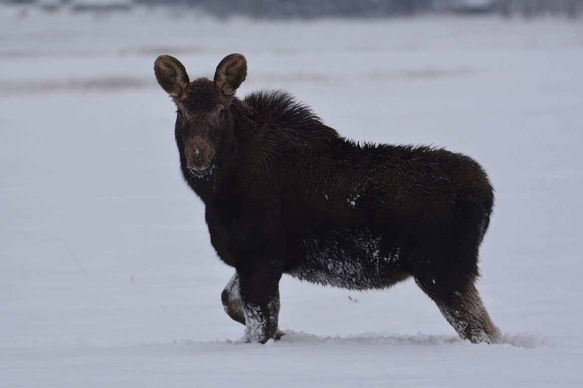A young moose traveling and searching for food south of the Kootenai River. Deep snow doesn’t stop moose because they can manage the snow better with their long legs.