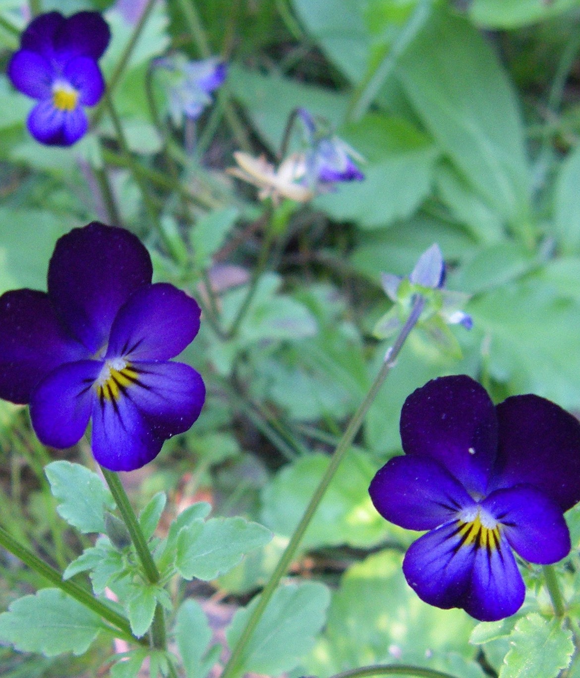 (Photo by VALLE NOVAK) 
 Johnny jump-ups are one of the oldest and most revered useful herbs, extolled for their many healing properties, fragrance, beauty in the garden.