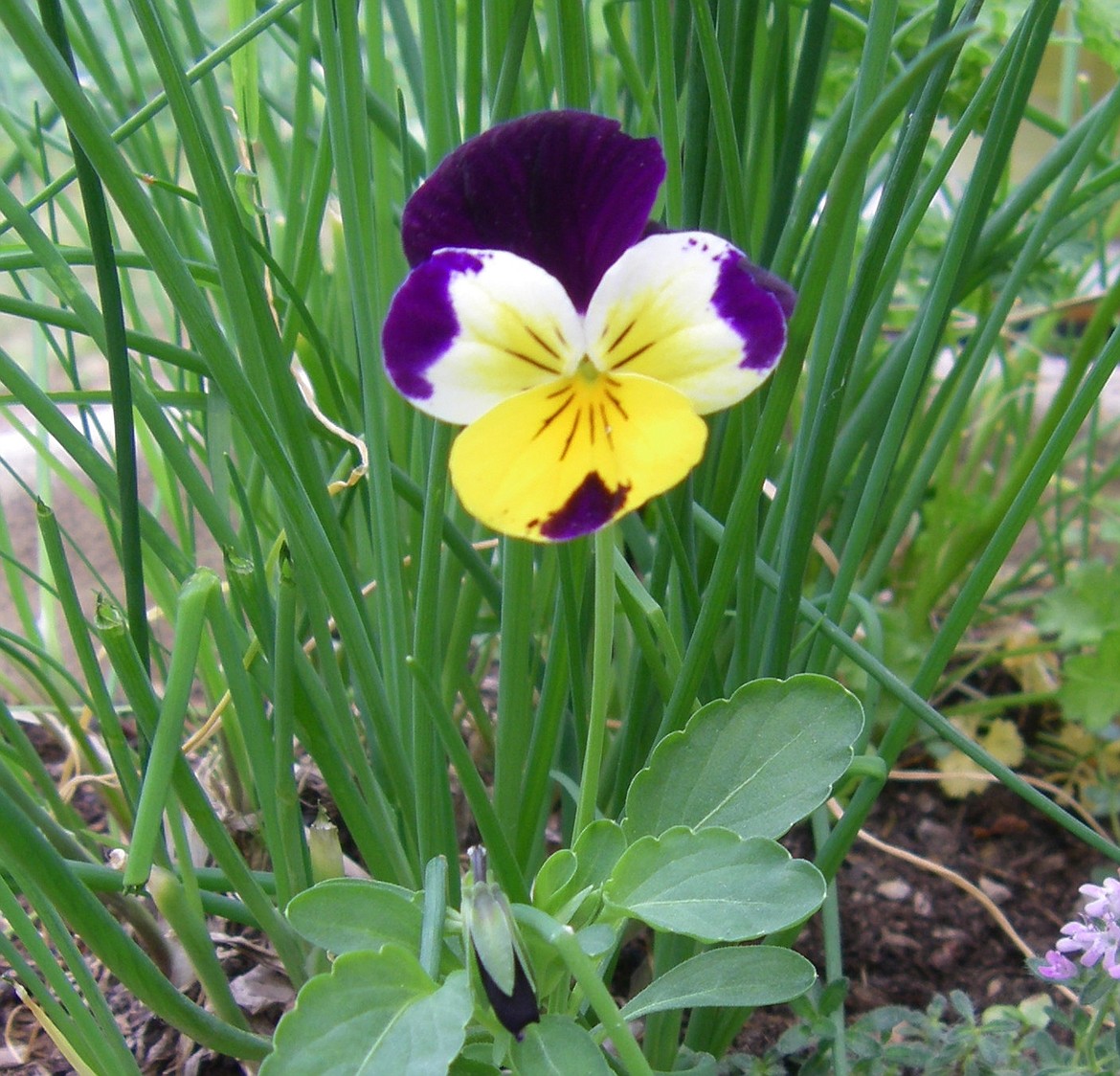 (Photo by VALLE NOVAK) 
 Johnny jump-ups are one of the oldest and most revered useful herbs, extolled for their many healing properties, fragrance, beauty in the garden.