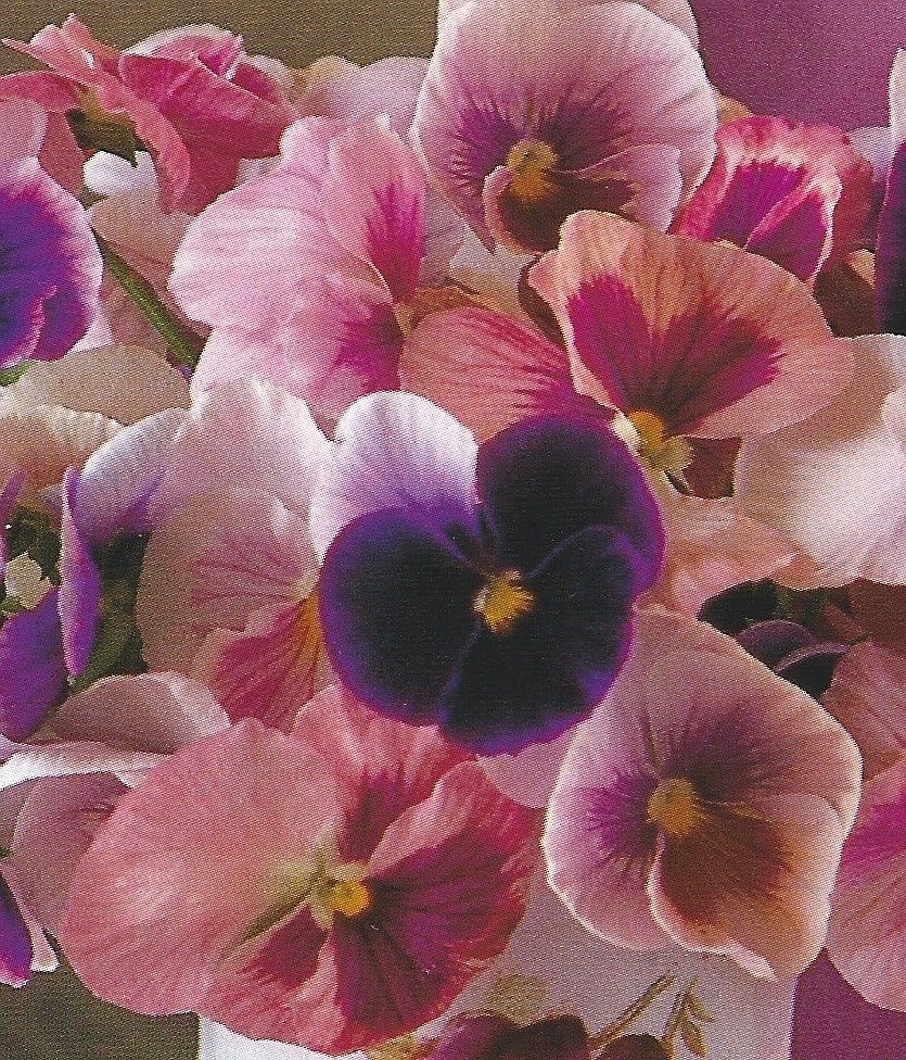 (Courtesy photo) 
 Beauty combined with true usefulness is a hallmark of many wild/native flowers and their modern-day cultivars. Cases in point are members of the viola family, which include our pictured pansies, Johnny Jump-ups, and violets.