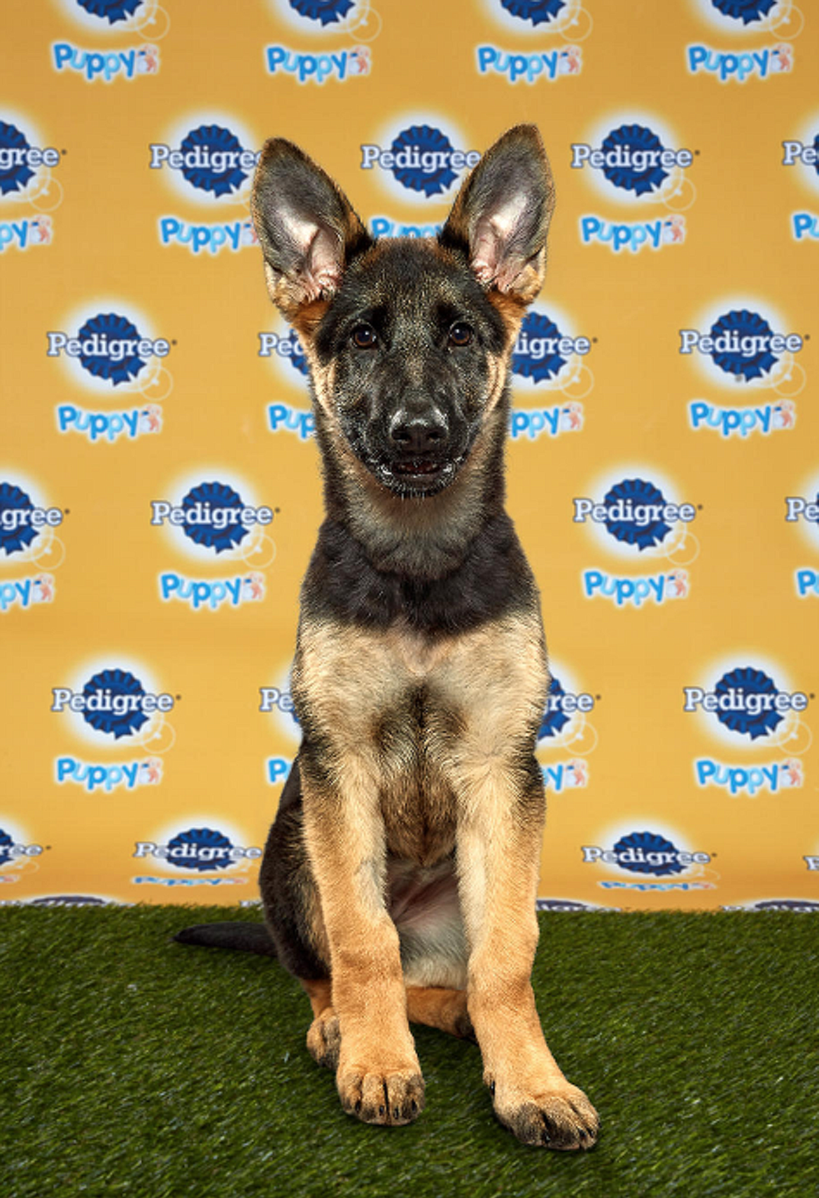 Daphne is one of three North Idaho “celebri-dogs” appeared on Animal Planet this weekend in the annual Dog Bowl and Puppy Bowl.