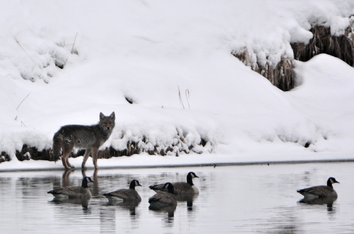 Canada geese swim just beyond the grasp of a coyote on the bank of the Kootenai River.