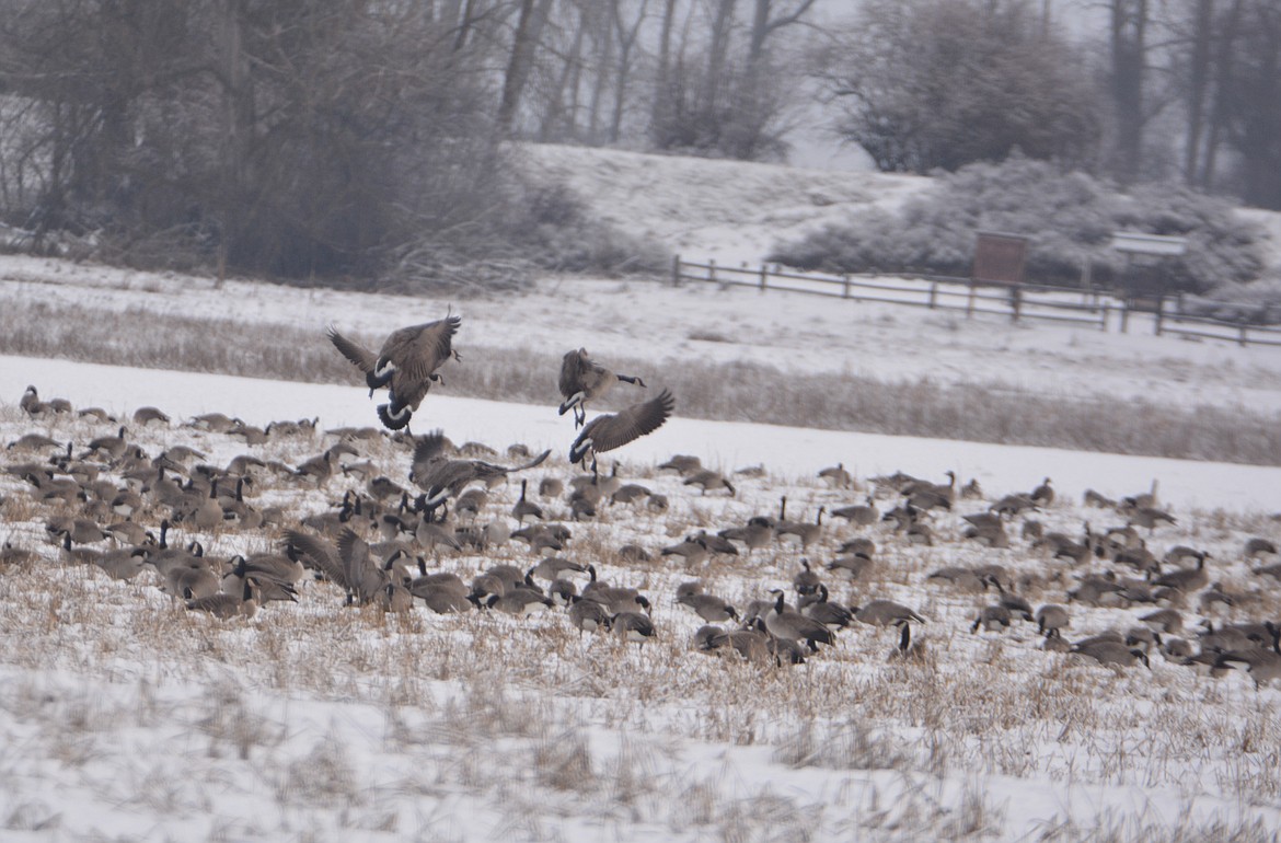 Not all geese migrate. Some Canada geese are considered resident geese because they stay year-round in places with open water and available food. A goose is taught to migrate by its parents, and if they don’t migrate then the young don’t migrate.