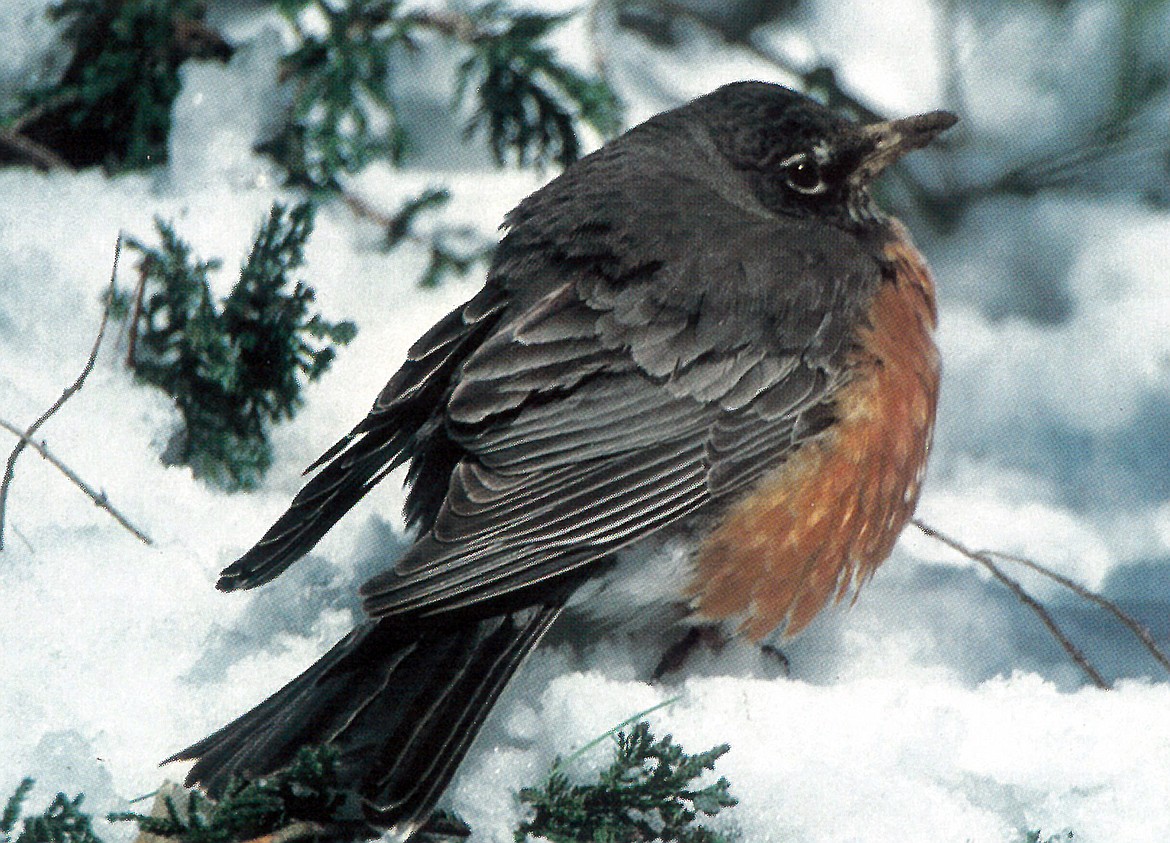 Early arriving robins are amazingly hardy, fluffing their feathers to keep them warm in spring snows.