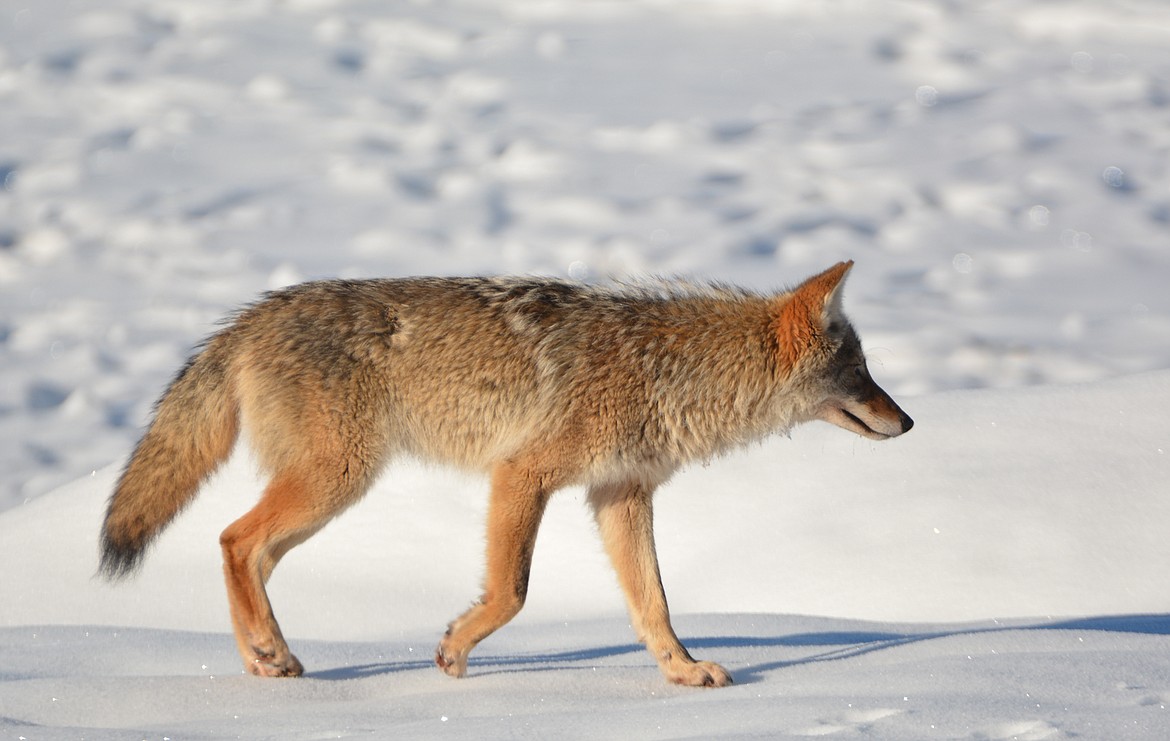 Coyotes are one of the most common and adaptable predators in the United States, and they are a common sight — and sound — in Boundary County.