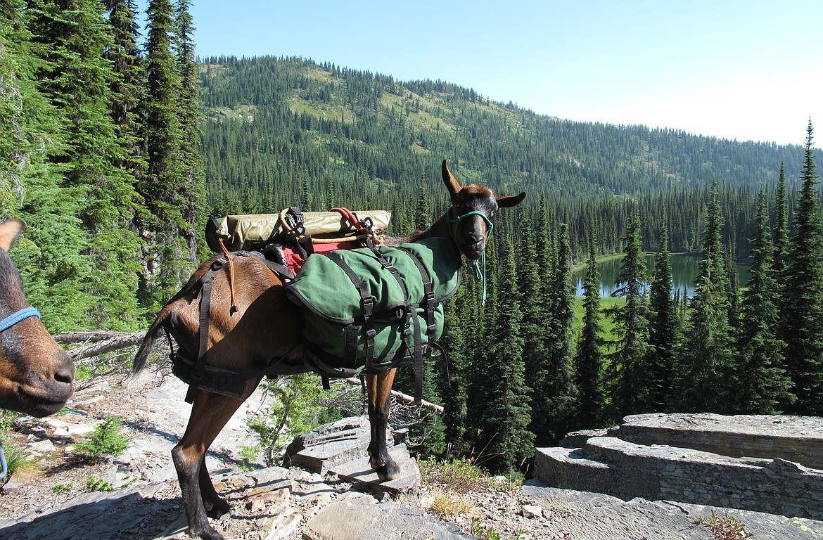 Dalton Gardens hunters Nancy and John Clough use pack goats to hike into the backcountry to hunt elk and other big game.