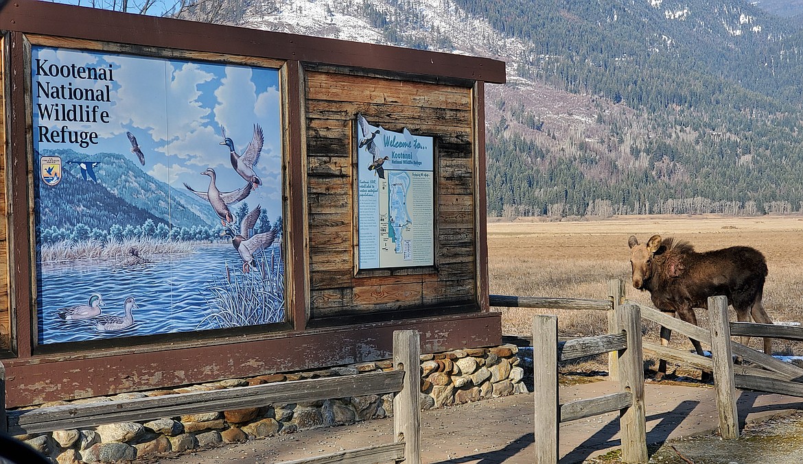 This young moose calf, pictured Wednesday morning, Feb. 19, is becoming a bit of a celebrity around the Kootenai National Wildlife Refuge. Although the calf appears unafraid of people, the public is reminded not to approach or feed any of the wildlife.