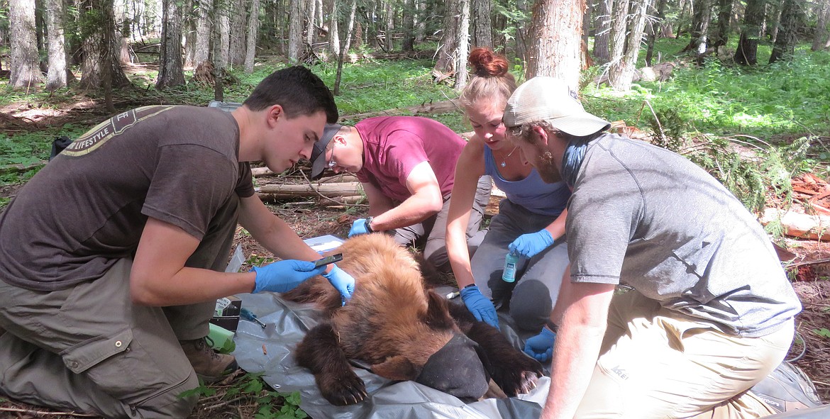 UI graduate student Matt Nelson (far right) and fellow researchers collar a black bear last summer. The work is part of a study that uses game cameras and GPS collars to determine black bear density 