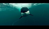 Inform, inspire, ignite: Wild and Scenic Film Festival returns March 12, 13