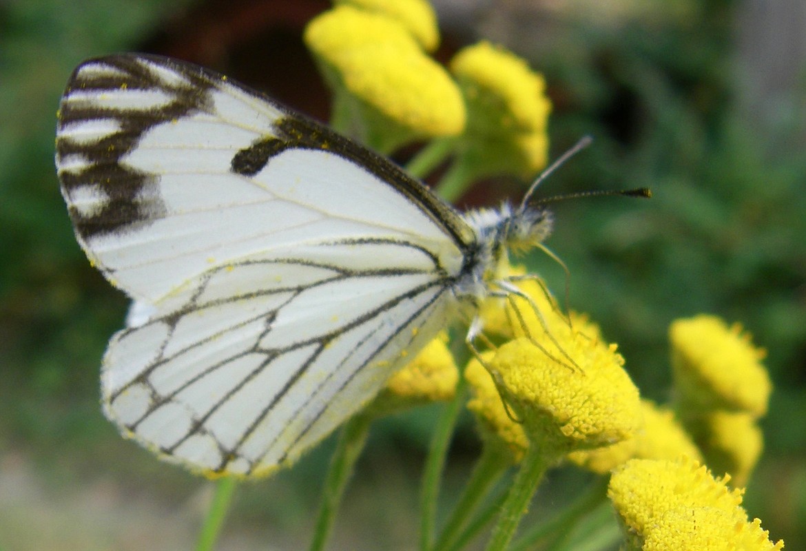 All butterflies, like this Hairstreak, are champion pollinators.